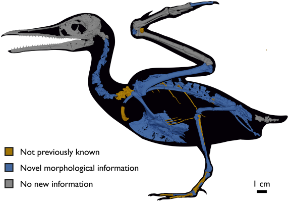 Diagram showing the bones the researchers studied in Ichthyornis, with previously unknown bones coloured in orange, and bones for which they were able to identify new features coloured in blue. Credit: Benito et al.