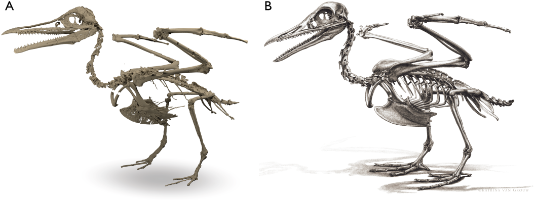 A 3D model of the skeleton of Ichthyornis on the left, and a sketch of what the complete skeleton might have looked like on the right. Credit: Benito et al. (left) and Katrina van Grouw (right)