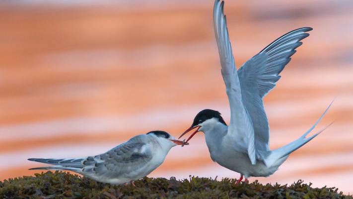 Arctic tern feeding its young