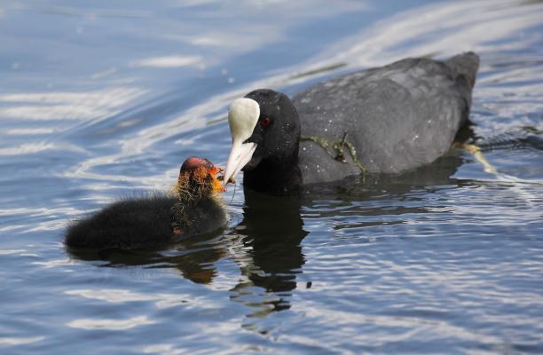 A coot bird feeds its chick in the water