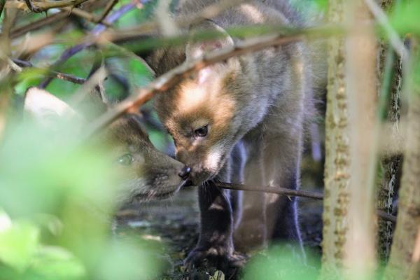 Two fox cubs nuzzle each other in the undergrowth