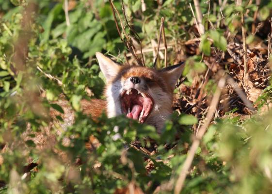 A fox yawns in the undergrowth