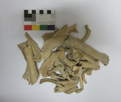 Medieval animal bones