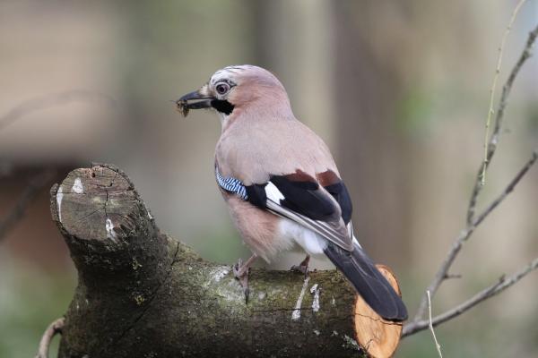 A jay sits on a branch with some moss in its mouth