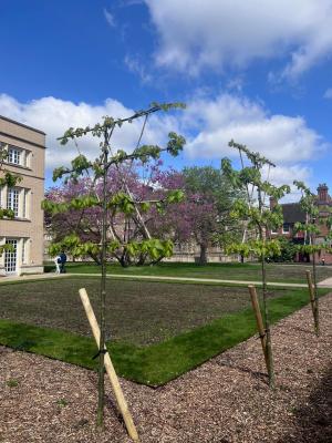 A view across Library Court with the new mini wildflower meadow and pleached lime trees in the foreground