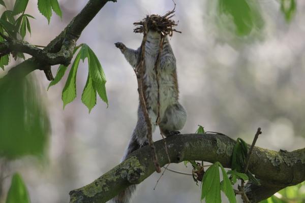 A squirrel stands upright with its underside to the camera and its mouth full of twigs as it builds its drey
