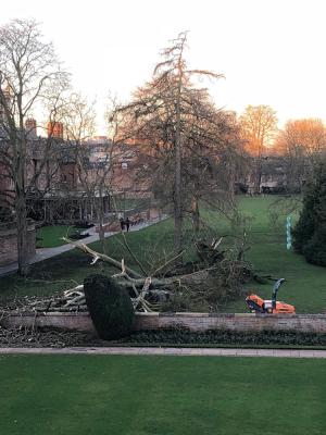 Uprooted tree lying across grass with West Court buildings in the background