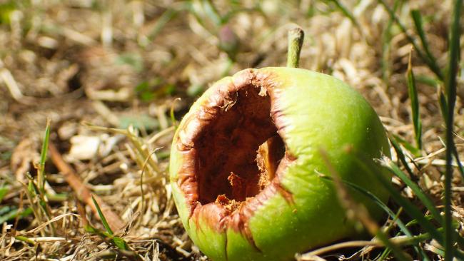 Image of A rotting apple on grass.