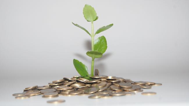 Image of A plant growing out of a pile of coins