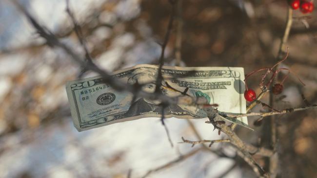 Image of Money in a tree