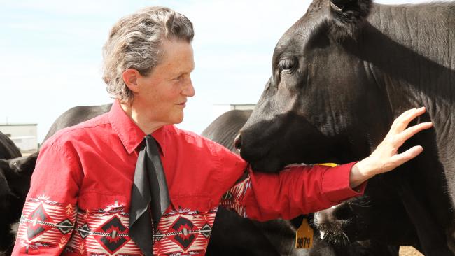 Image of Temple Grandin with a Cow