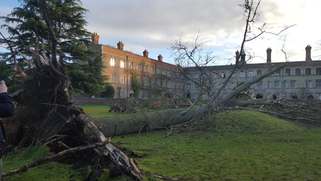 Image of Uprooted tree lying across grass with College First Court buildings in the background