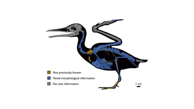 Image of Diagram showing the bones the researchers studied in Ichthyornis, with previously unknown bones coloured in orange, and bones for which they were able to identify new features coloured in blue. Credit: Benito et al.