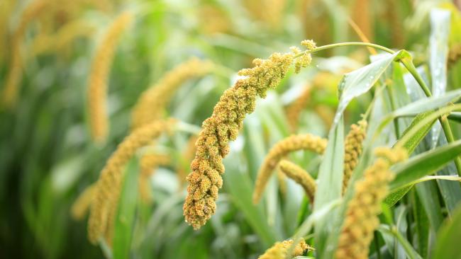 Image of Photo of foxtail millet