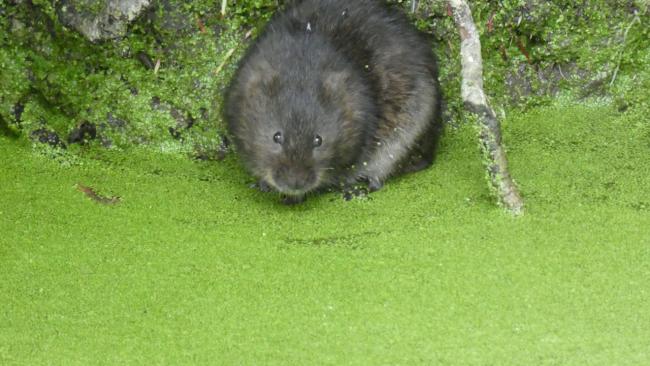 Image of Photo of a watervole
