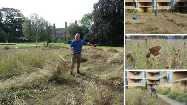 Image of Head gardener Paul Stearn cuts back the North Court wildflower area