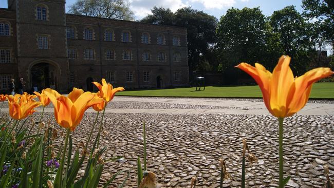 Image of Tulips in First Court