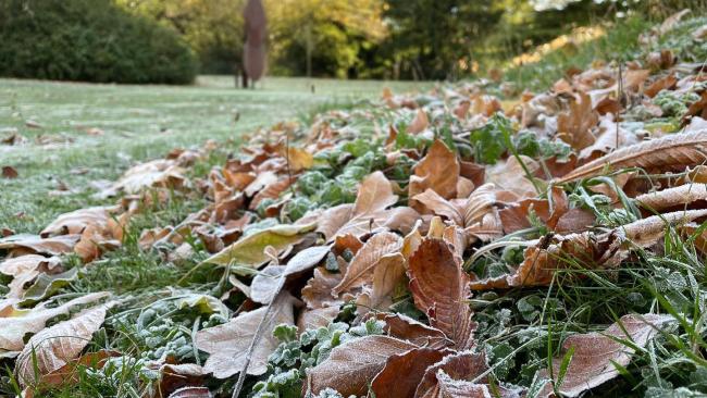 Frosted leaves during Autumn