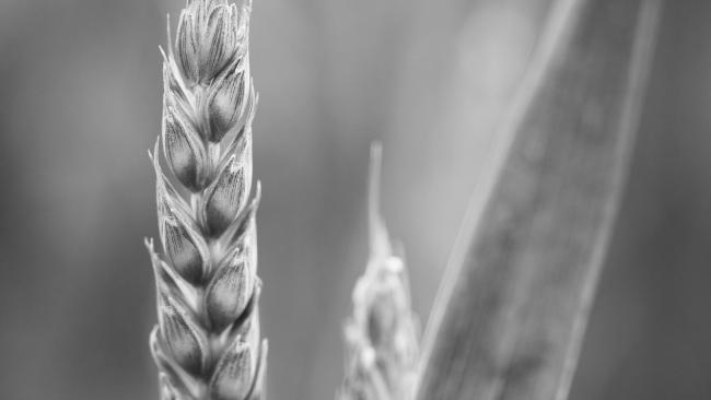 close up of corn in a field