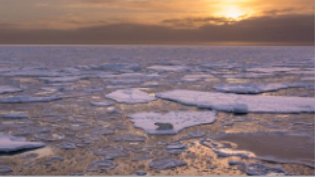 Polar bear with forming sea ice