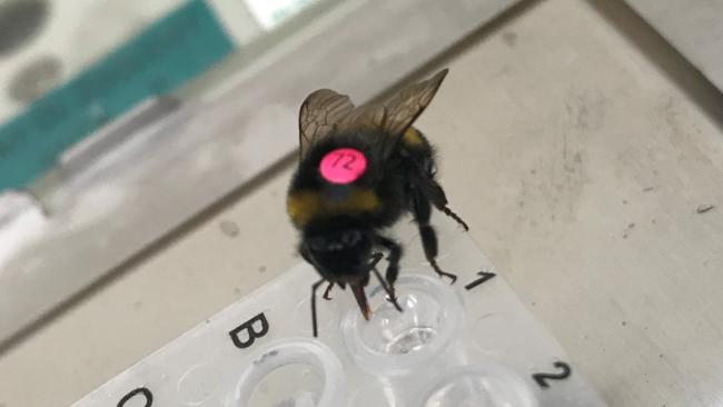Photo of a bee during the experiment