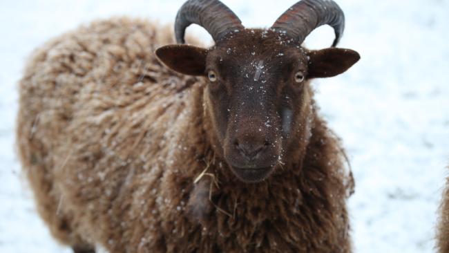 A brown sheep in a snowy field - Manx Loaghtan breed