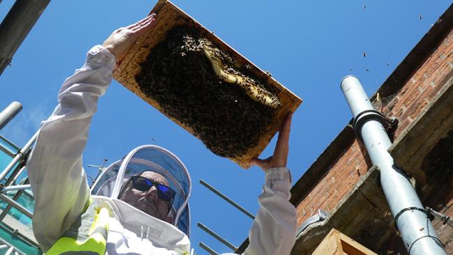 Photo of beekeeper and bees