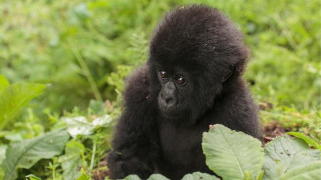 Sad baby gorilla